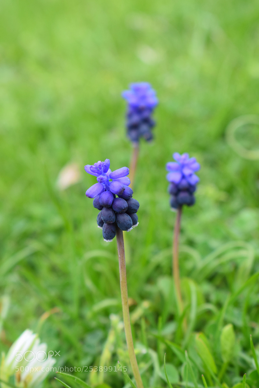 Nikon D5300 sample photo. Dsc photography