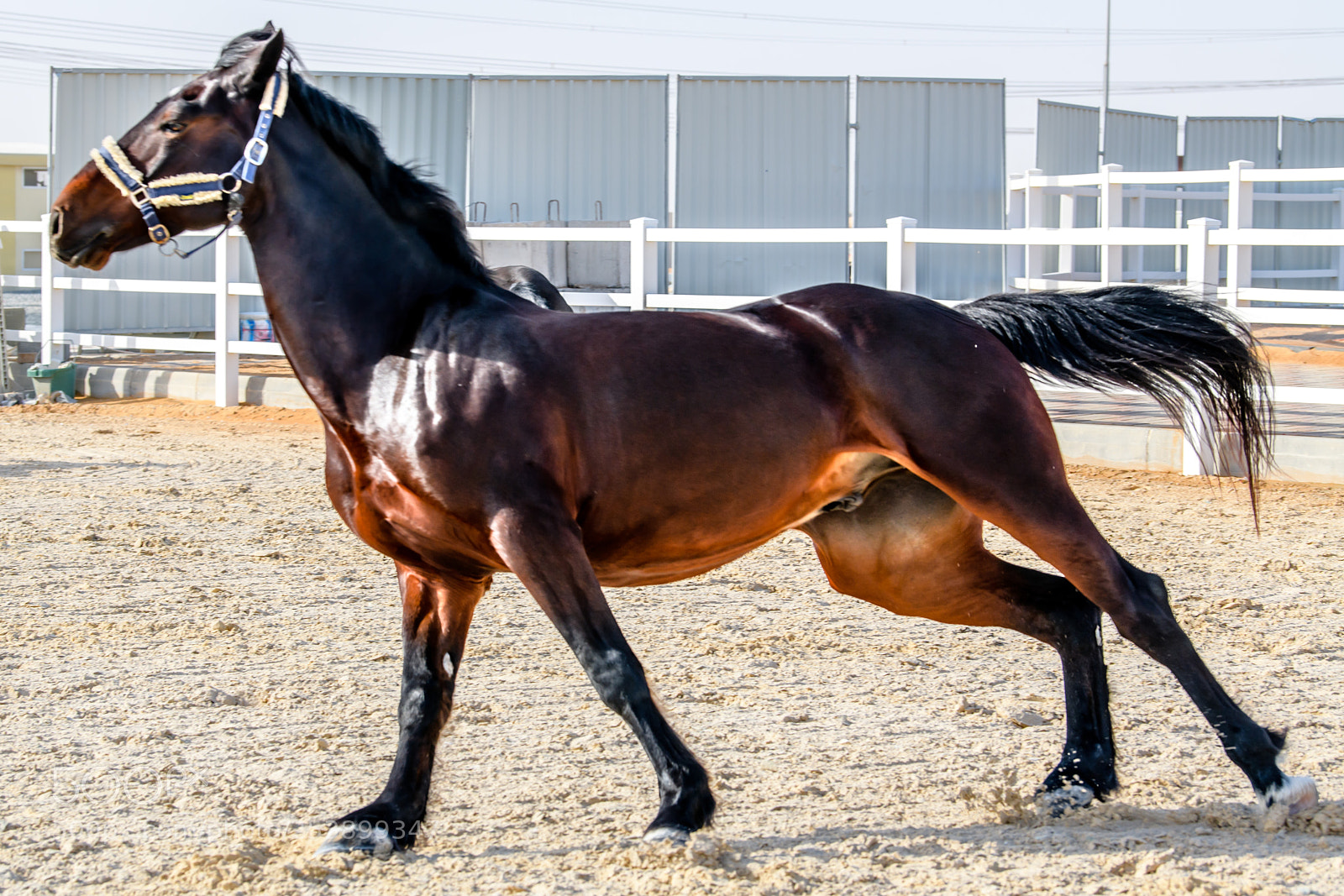 Nikon D850 sample photo. Majestic horse leans forward photography