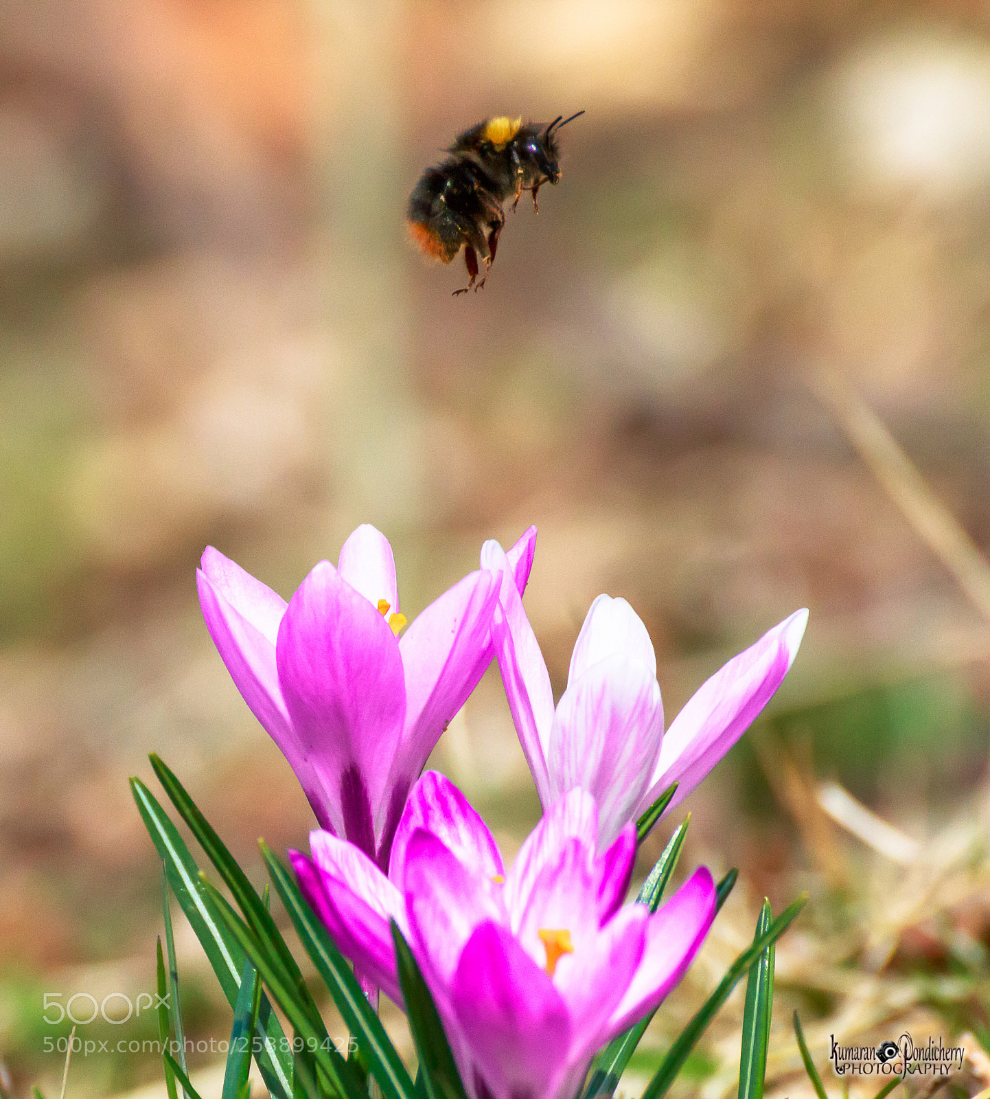 Canon EOS 70D sample photo. Be(e) my love <3 photography