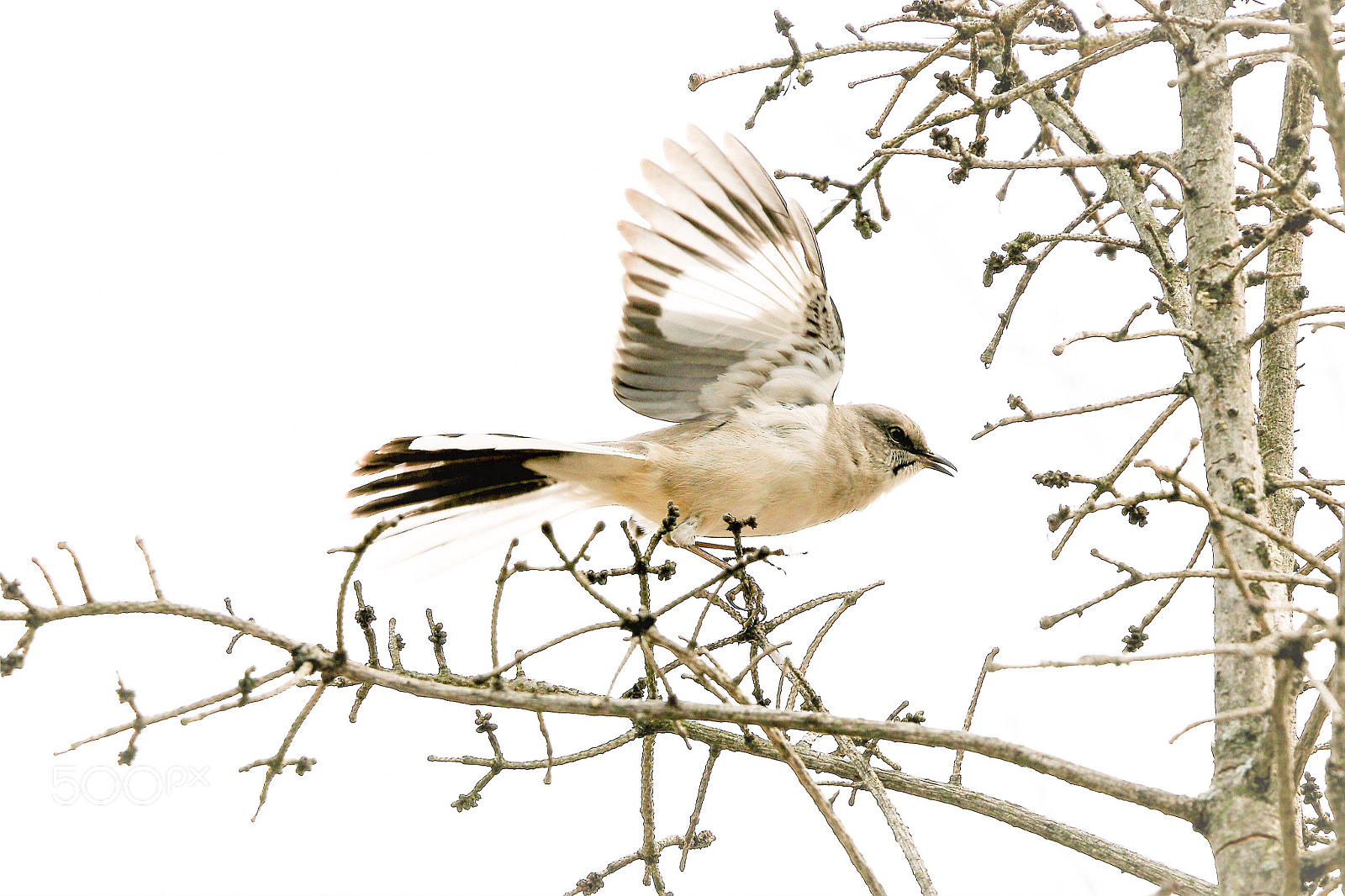 Canon EOS 70D sample photo. Spring photography