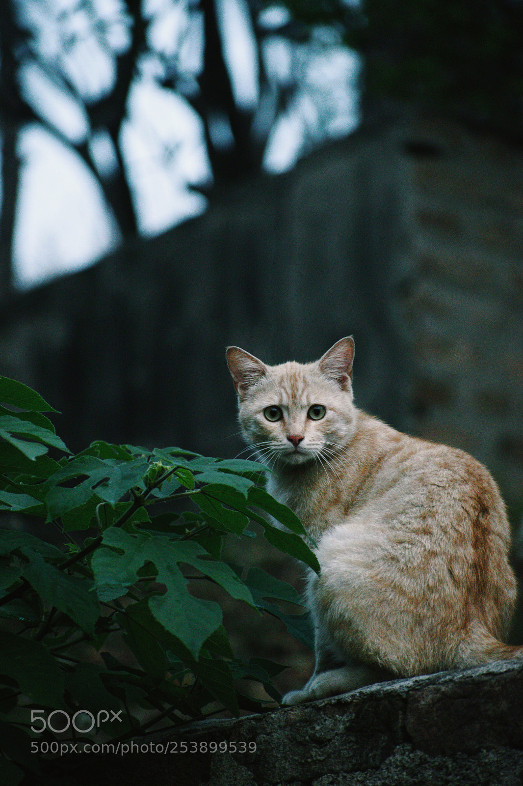 Nikon D5300 sample photo. The feline boi photography