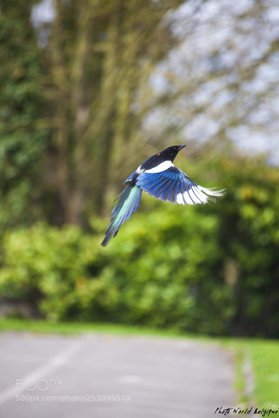 Canon EOS 5D Mark II sample photo. Bird pie photography