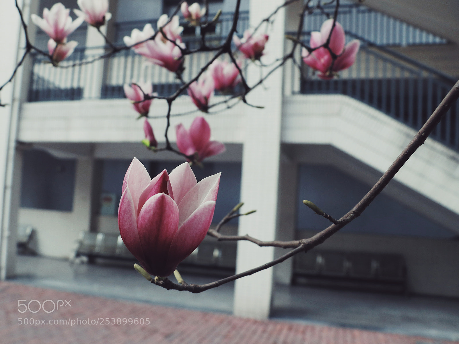 Canon EOS 80D sample photo. Magnolia flower photography