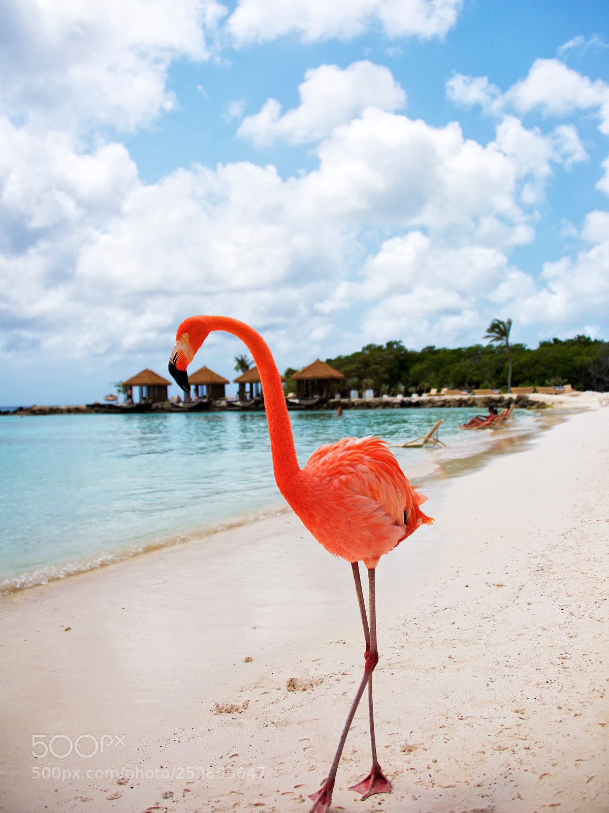 Nikon D800 sample photo. Flamingo beach, aruba photography