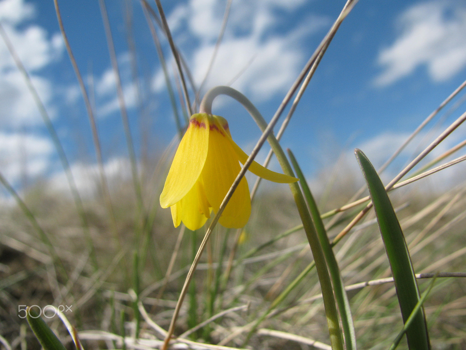 Canon PowerShot SX110 IS sample photo. The yellow bell (fritillaria pudica) photography