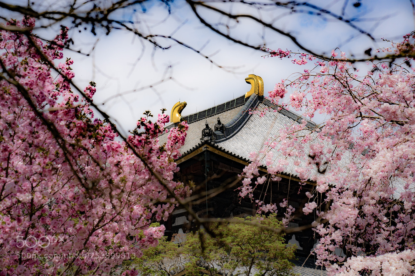 Sony a7 sample photo. Japan photography