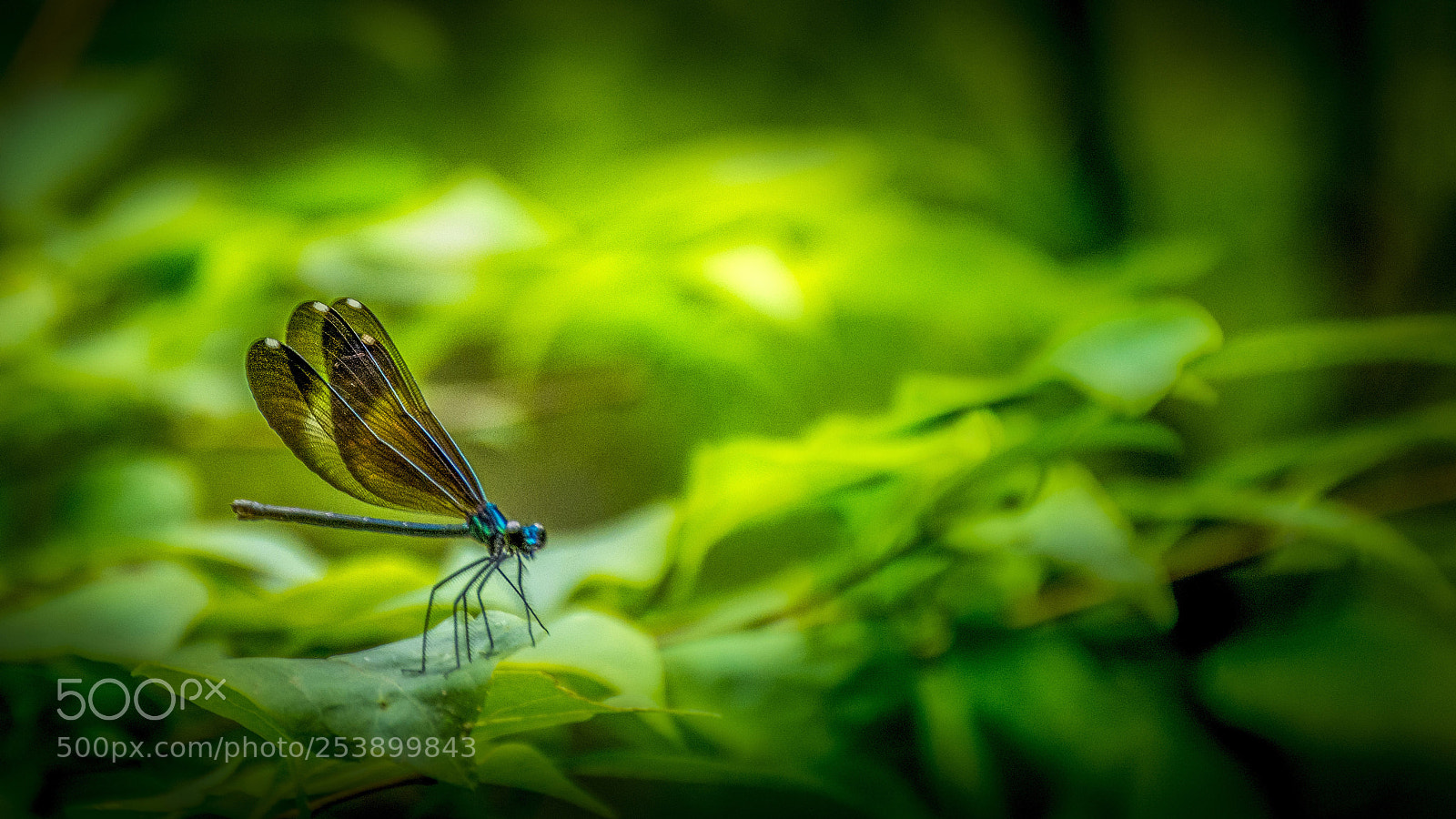 Nikon D7100 sample photo. 3667- dragonfly photography