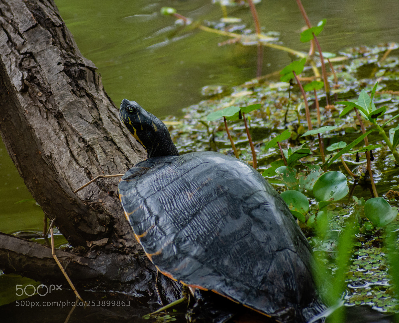 Nikon D7200 sample photo. River cooter photography