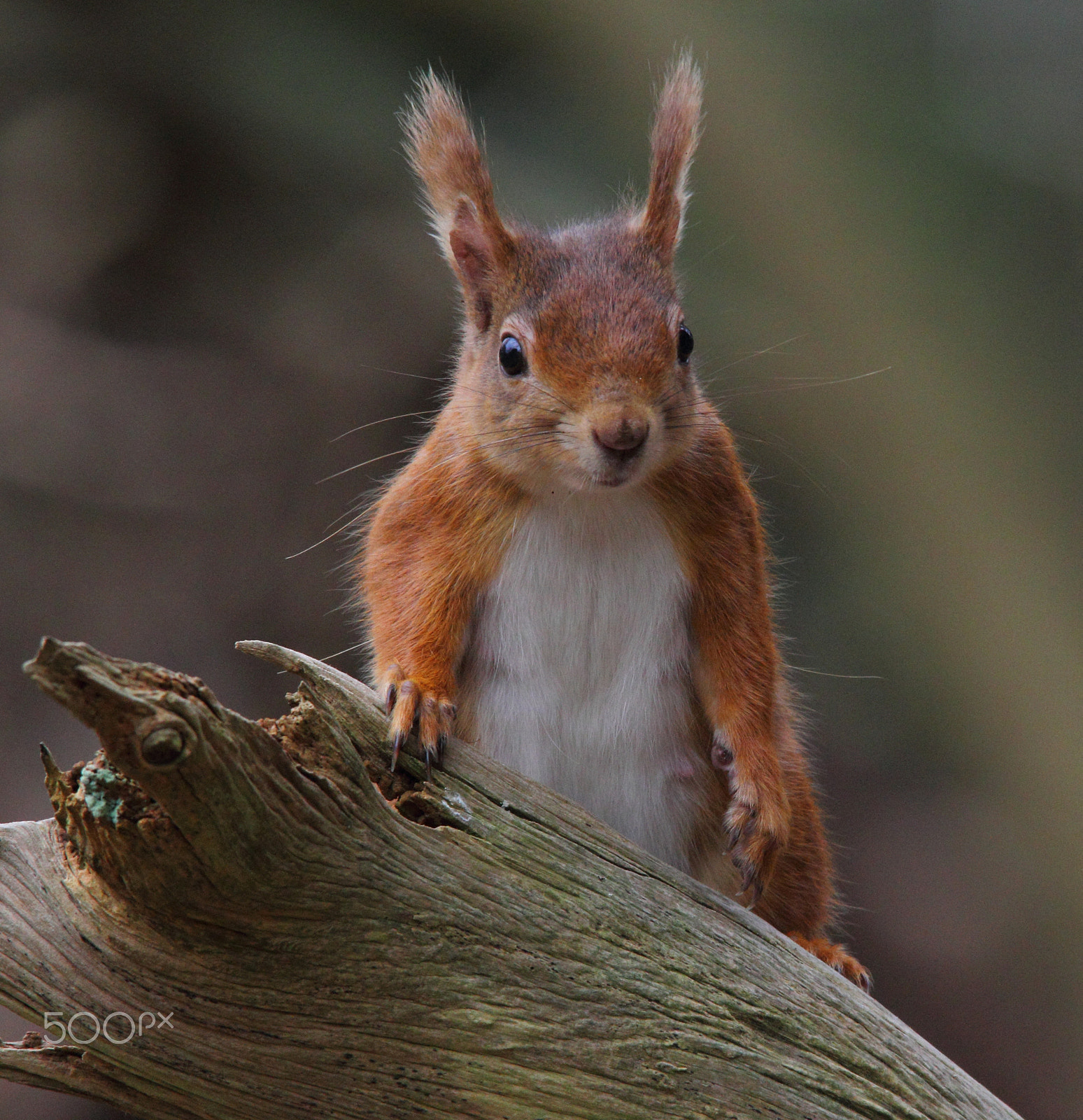 Sigma 150-500mm F5-6.3 DG OS HSM sample photo. Red photography