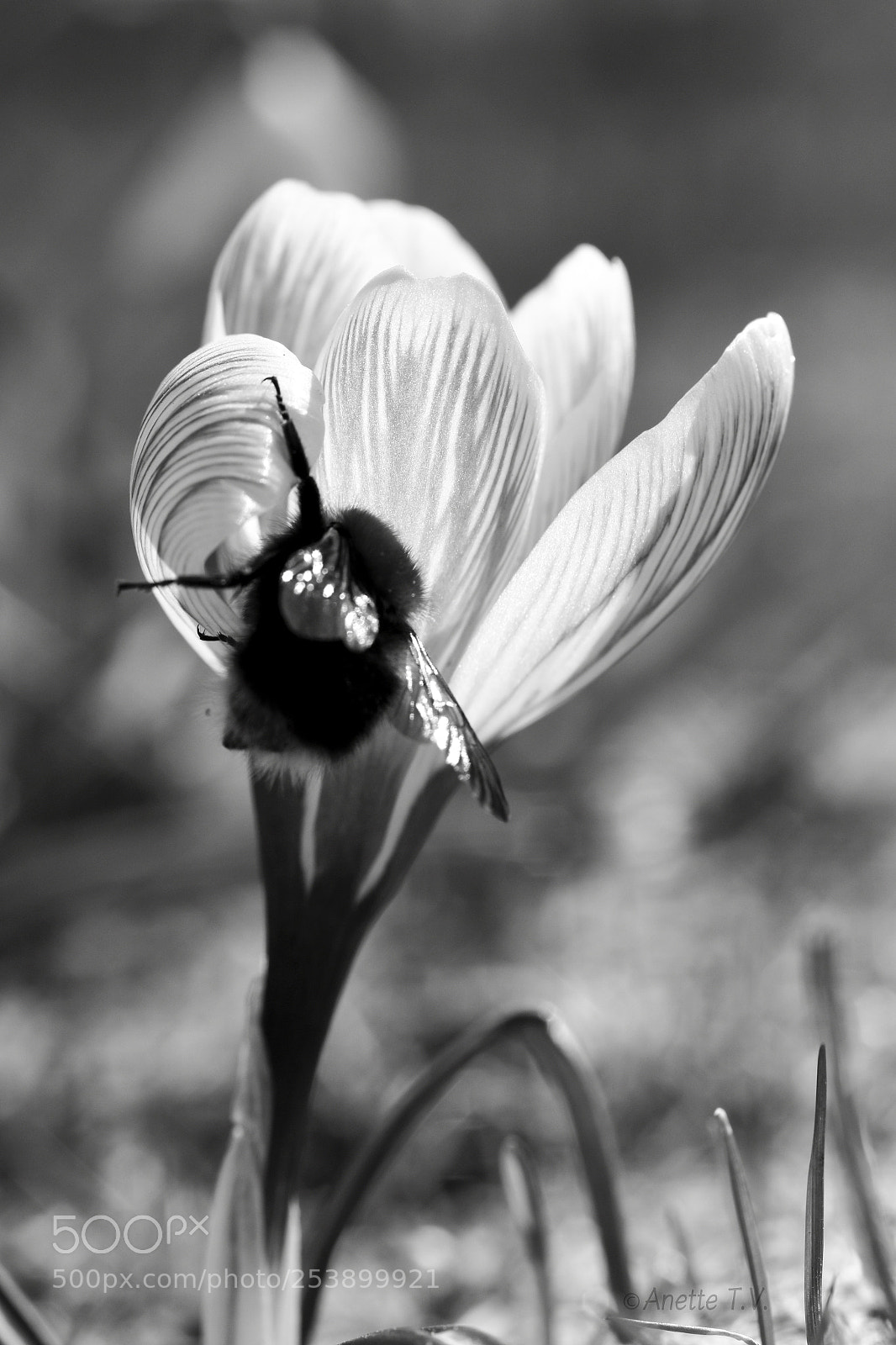 Nikon D5500 sample photo. Spring scene in b photography