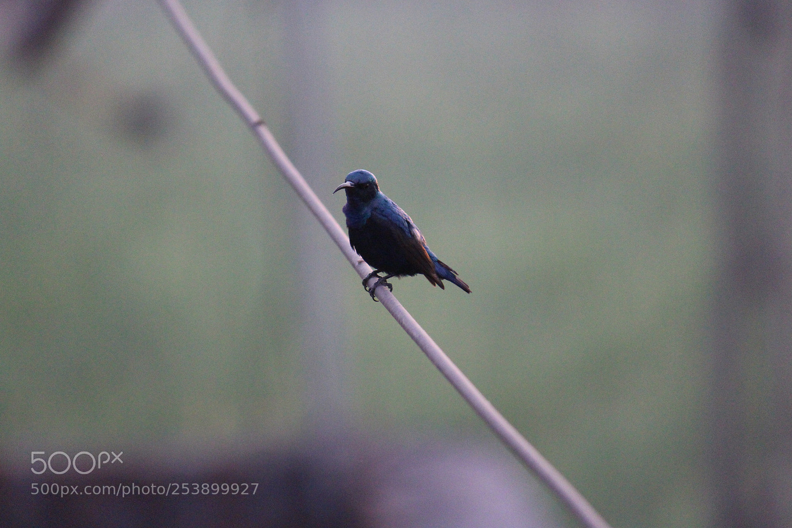 Canon EF-S 55-250mm F4-5.6 IS II sample photo. Hummingbird photography
