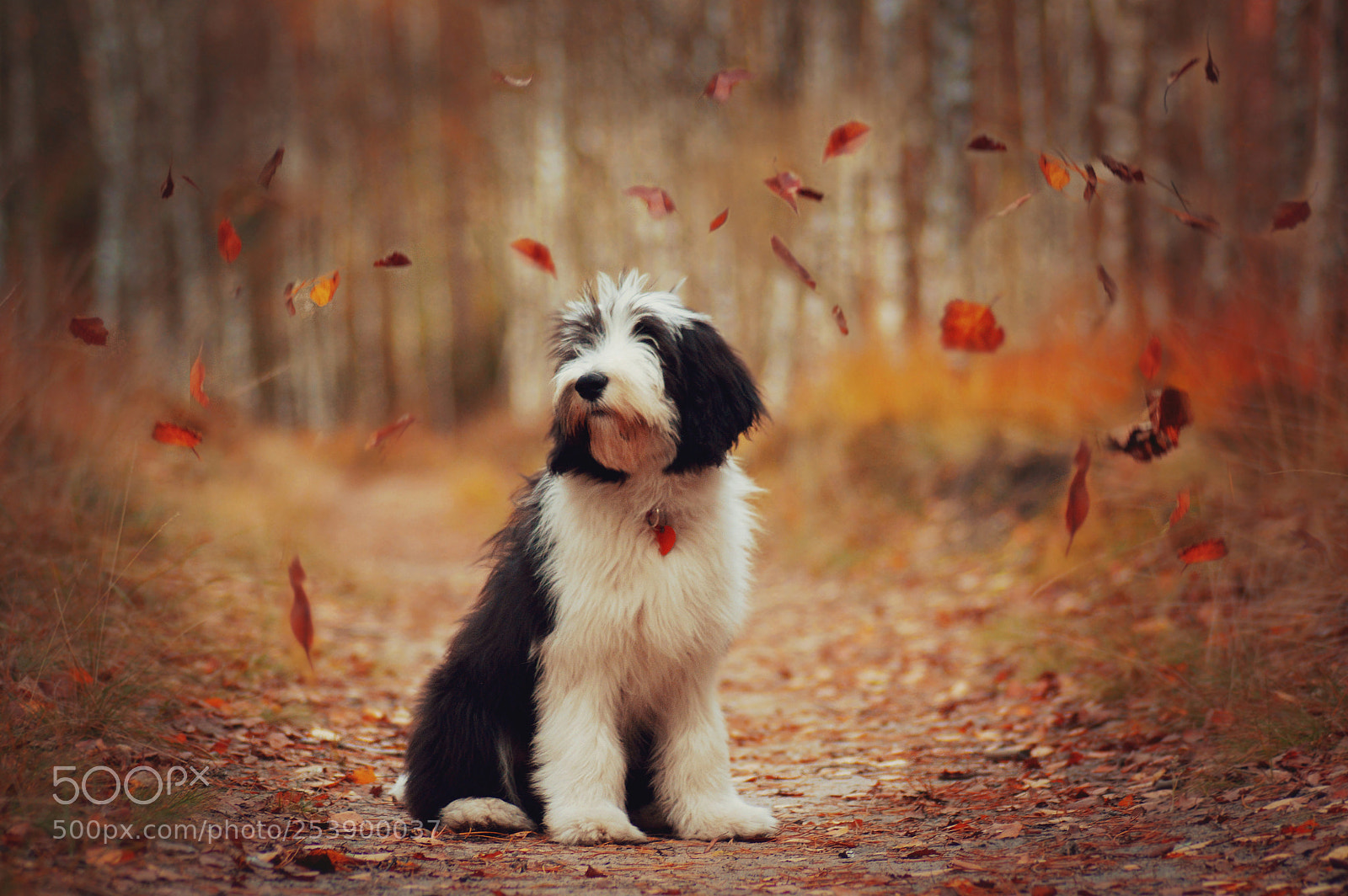 Nikon D3200 sample photo. Autumn puppy ♥ photography