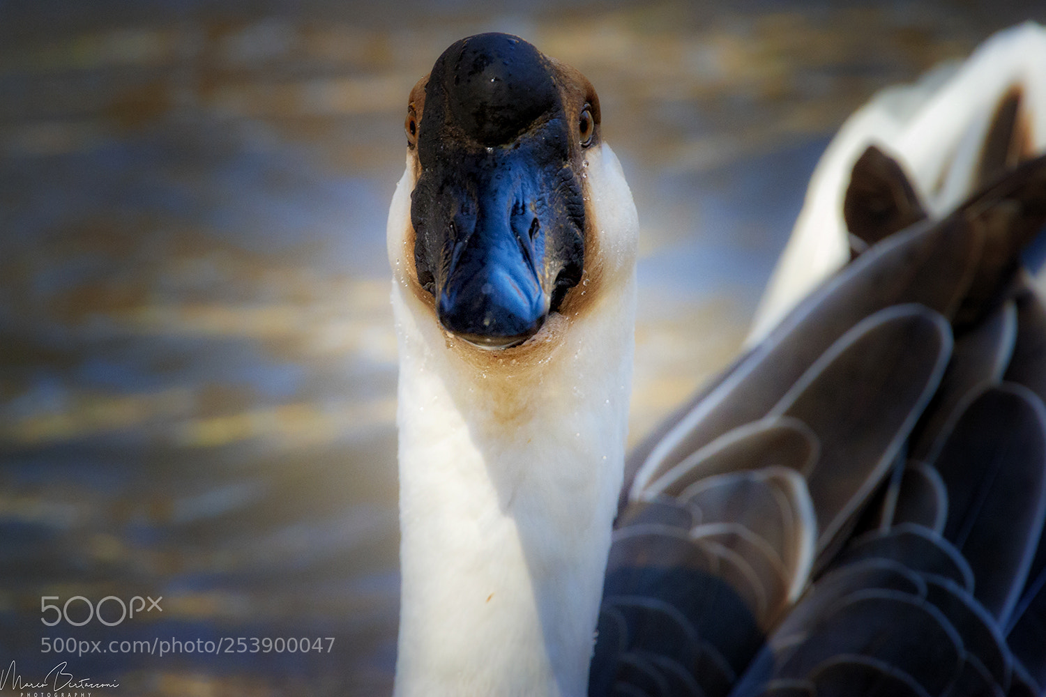 Nikon D3S sample photo. African goose photography