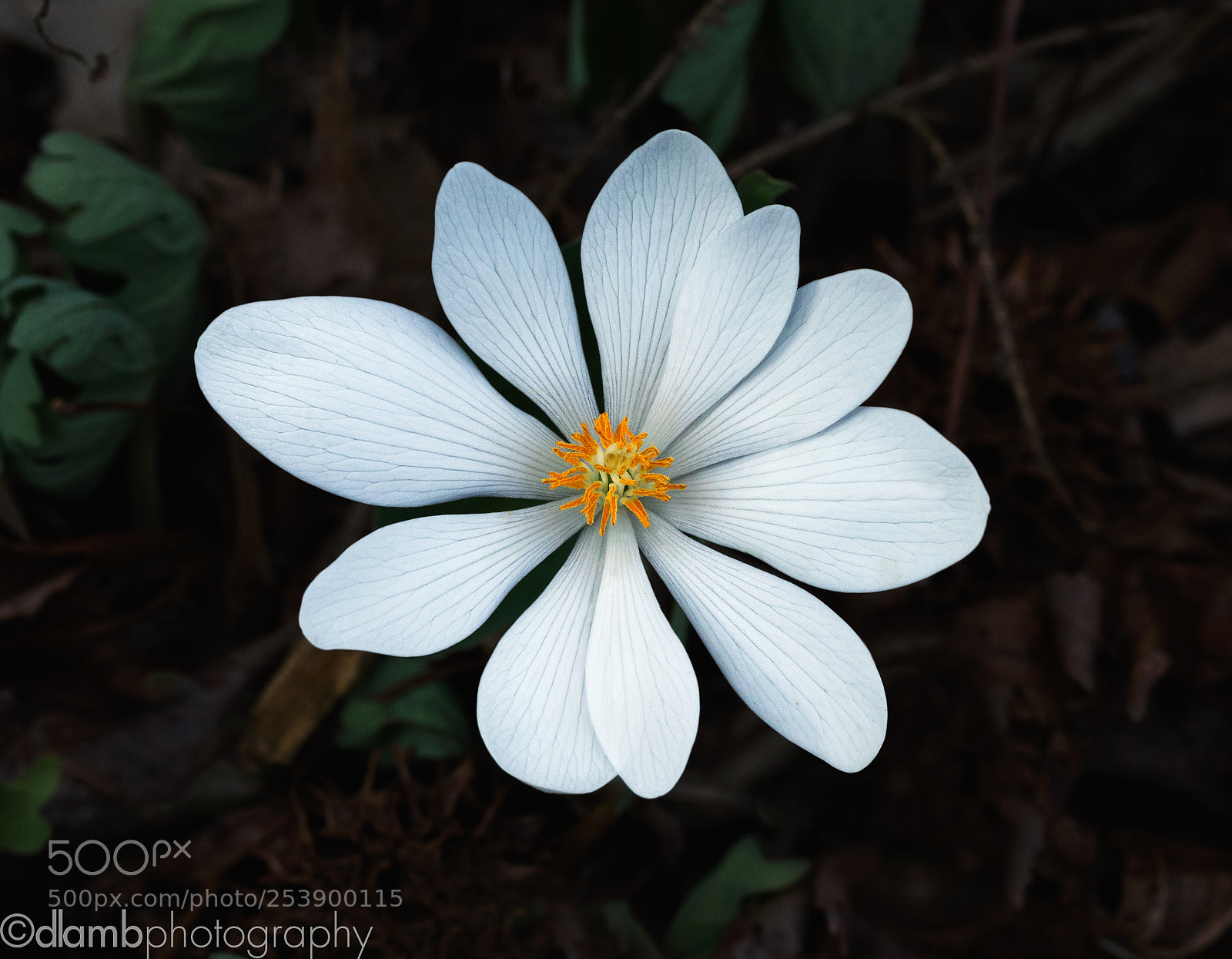 Canon EOS 70D sample photo. Bloodroot photography