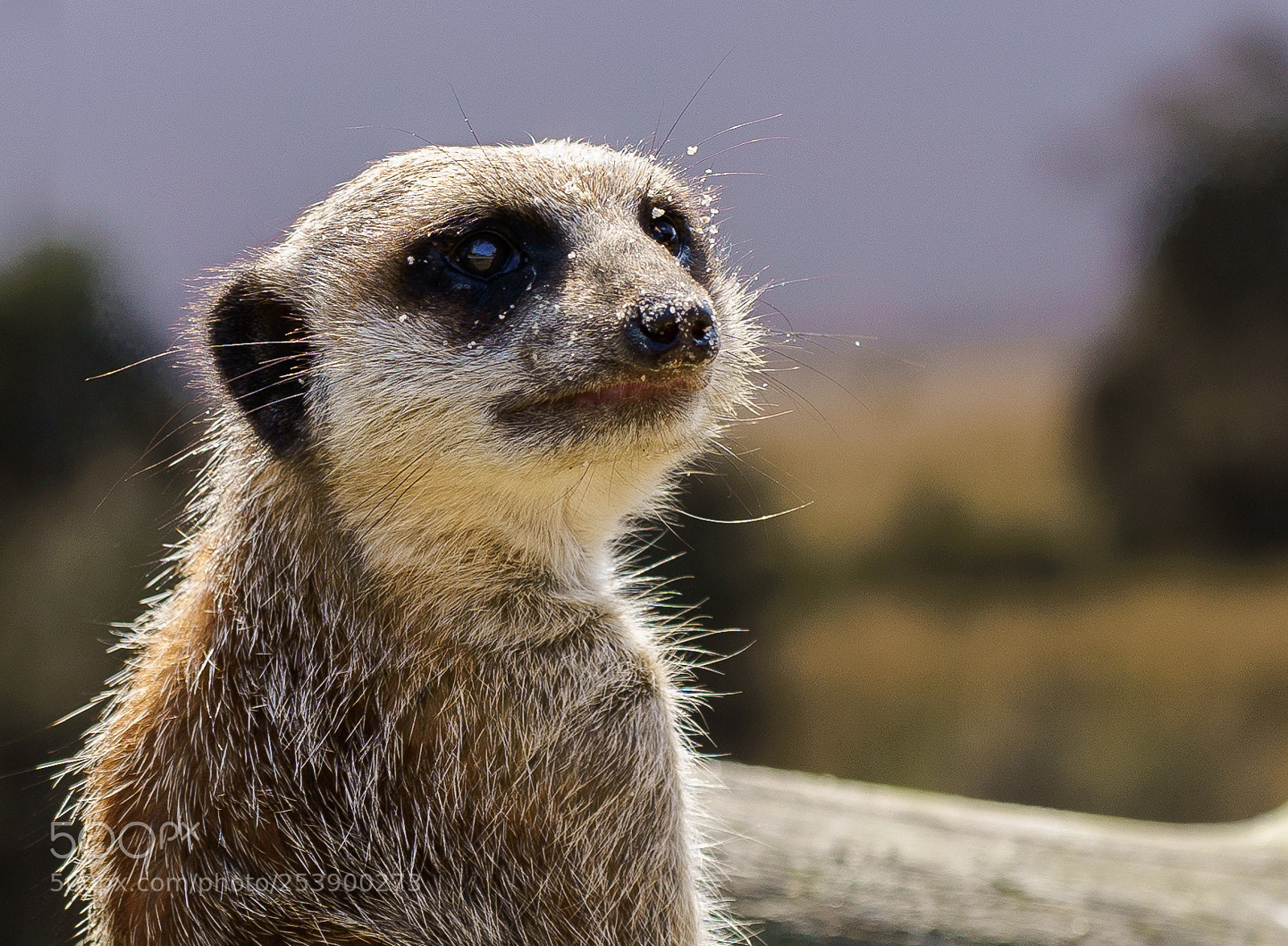 Sony a7 III sample photo. Meercat on the lookout photography