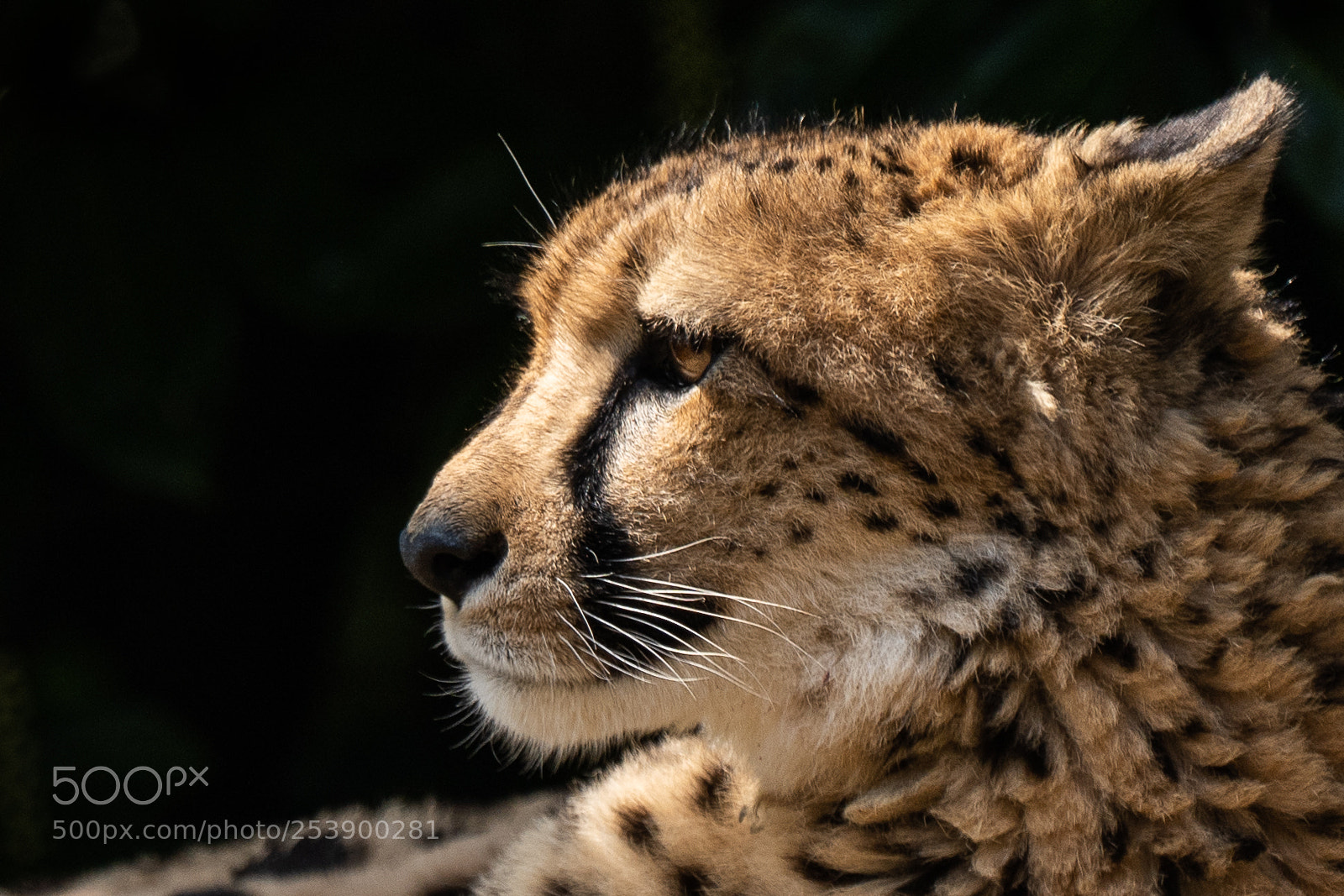 Sony a7 III sample photo. Cheetah enjoying the sunshine photography