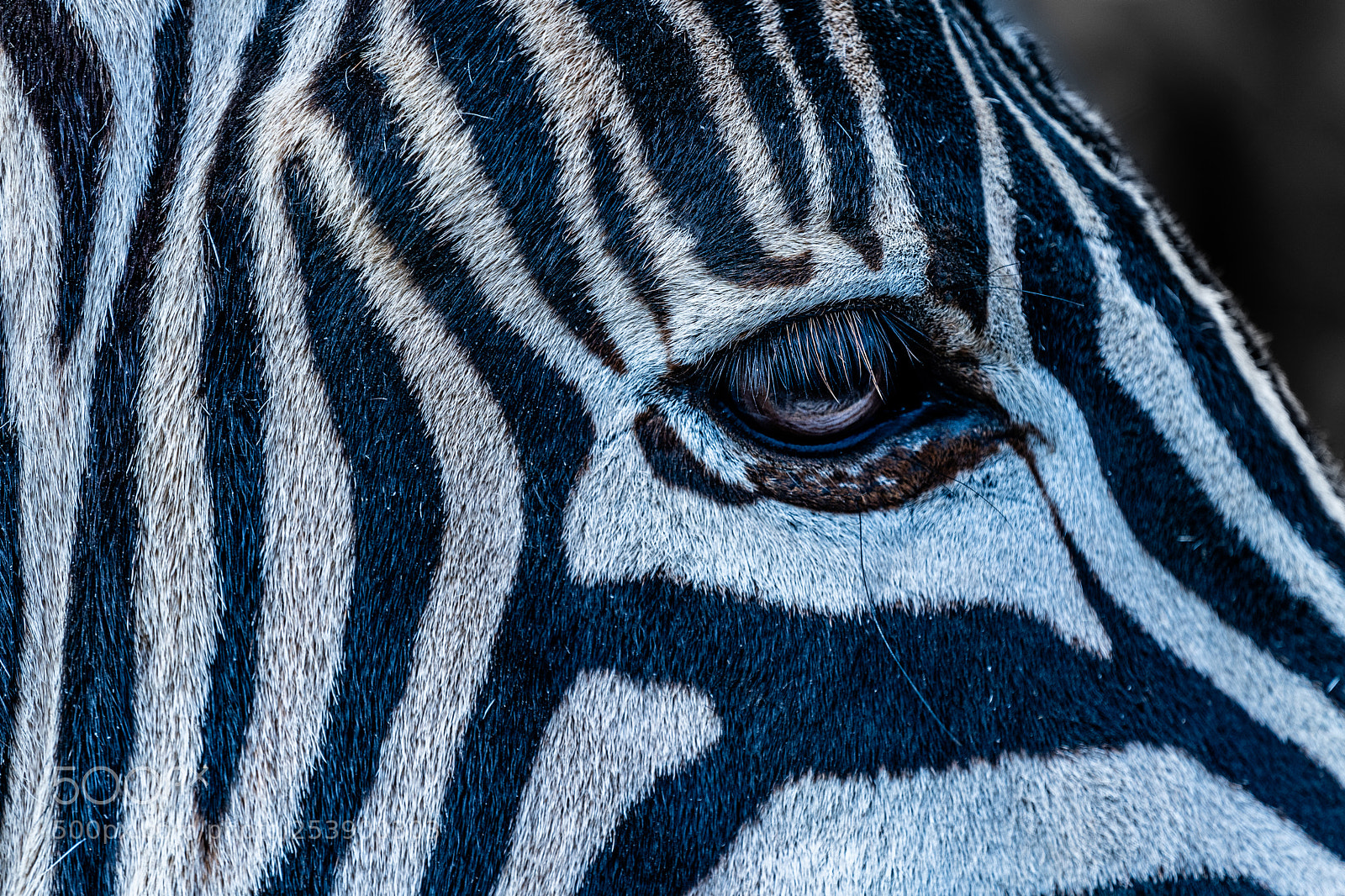 Sony a7 III sample photo. Zebra abstract photography