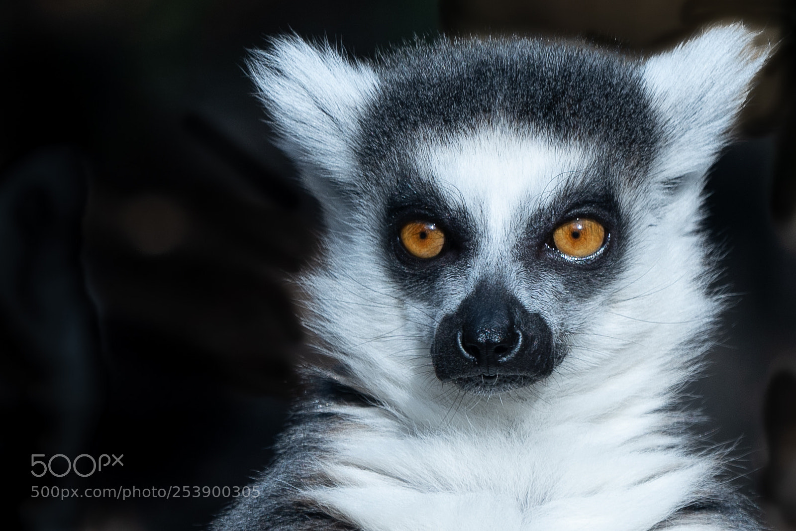 Sony a7 III sample photo. Ring tailed lemur photography