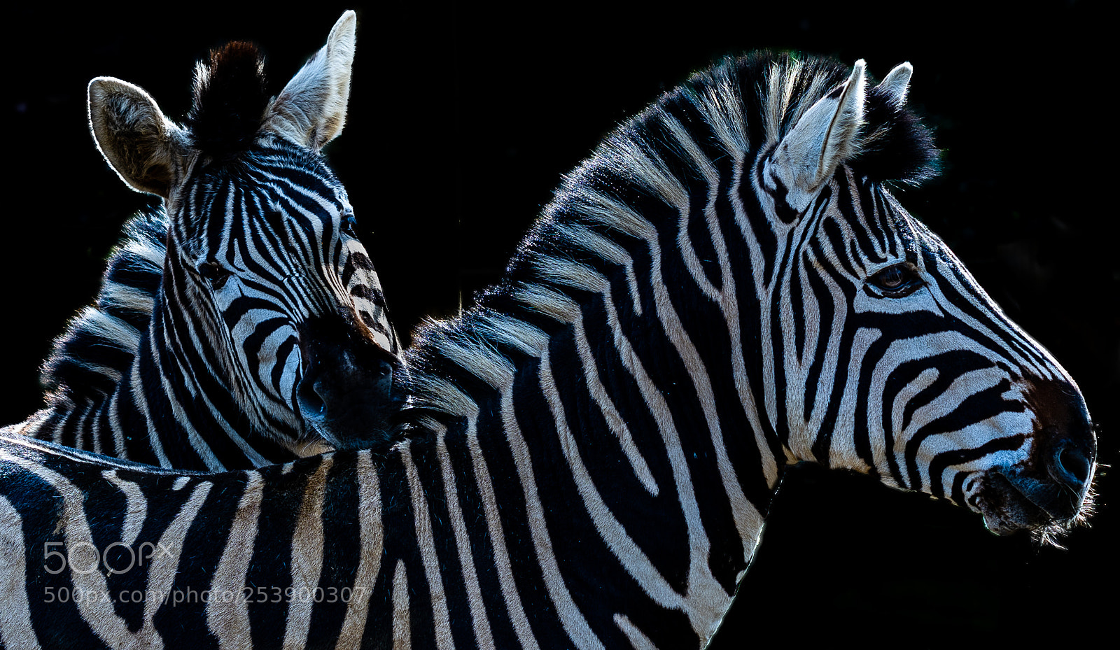 Sony a7 III sample photo. Zebras photography