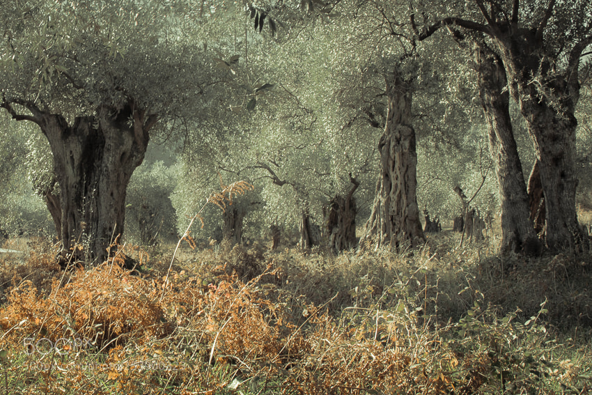 Nikon D3300 sample photo. Passage of olive trees photography