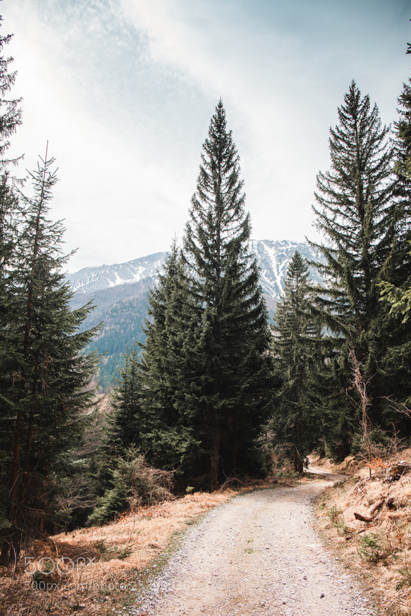 Canon EOS 5D Mark II sample photo. Forest roads photography