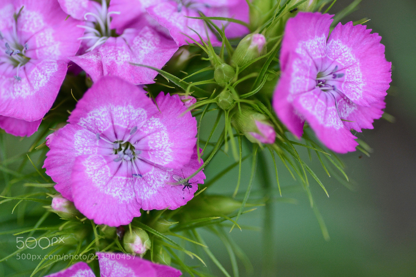 Nikon D7100 sample photo. Sweet william & tiny insect photography