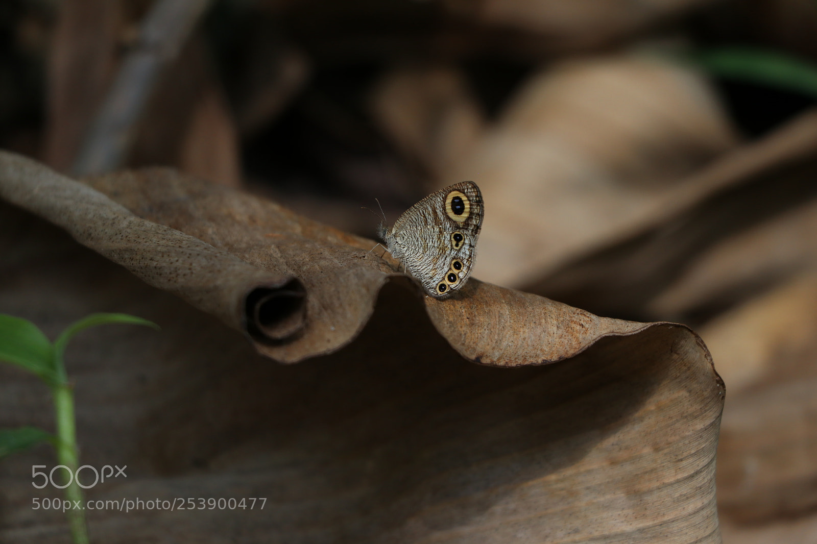 Canon EOS 80D sample photo. Img photography