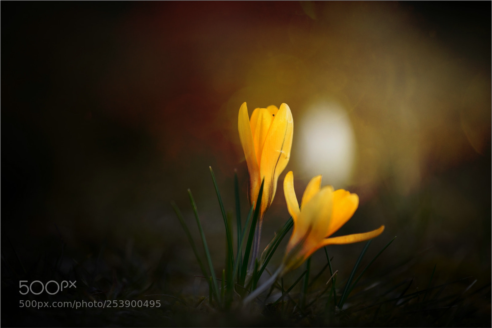 Nikon D800 sample photo. Ray of hope photography