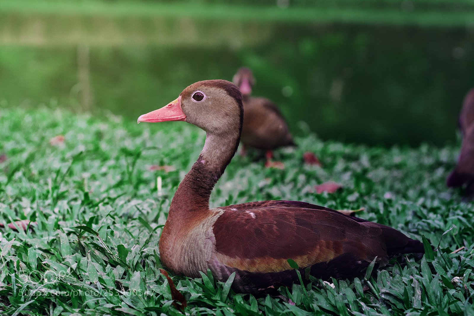 Canon EOS 1300D (EOS Rebel T6 / EOS Kiss X80) sample photo. Cute duck photography