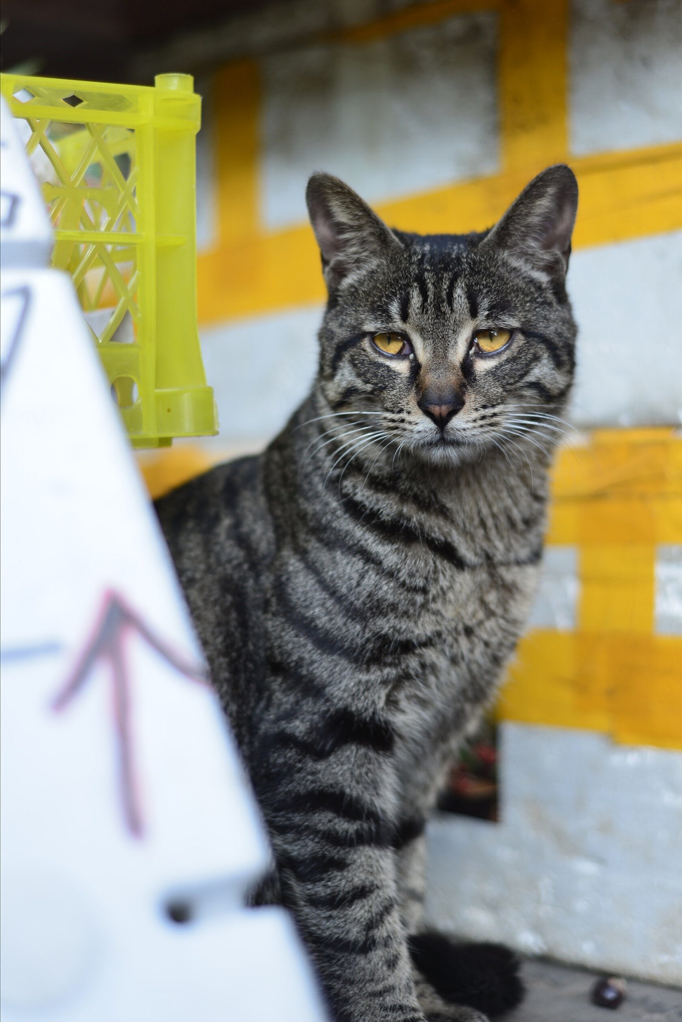 Nikon D610 + Nikon AF Nikkor 50mm F1.8D sample photo. 微博：penghufei photography
