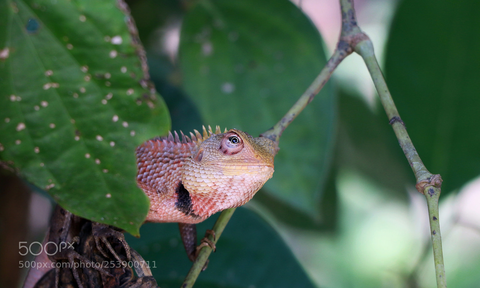 Canon EOS 80D sample photo. Img photography