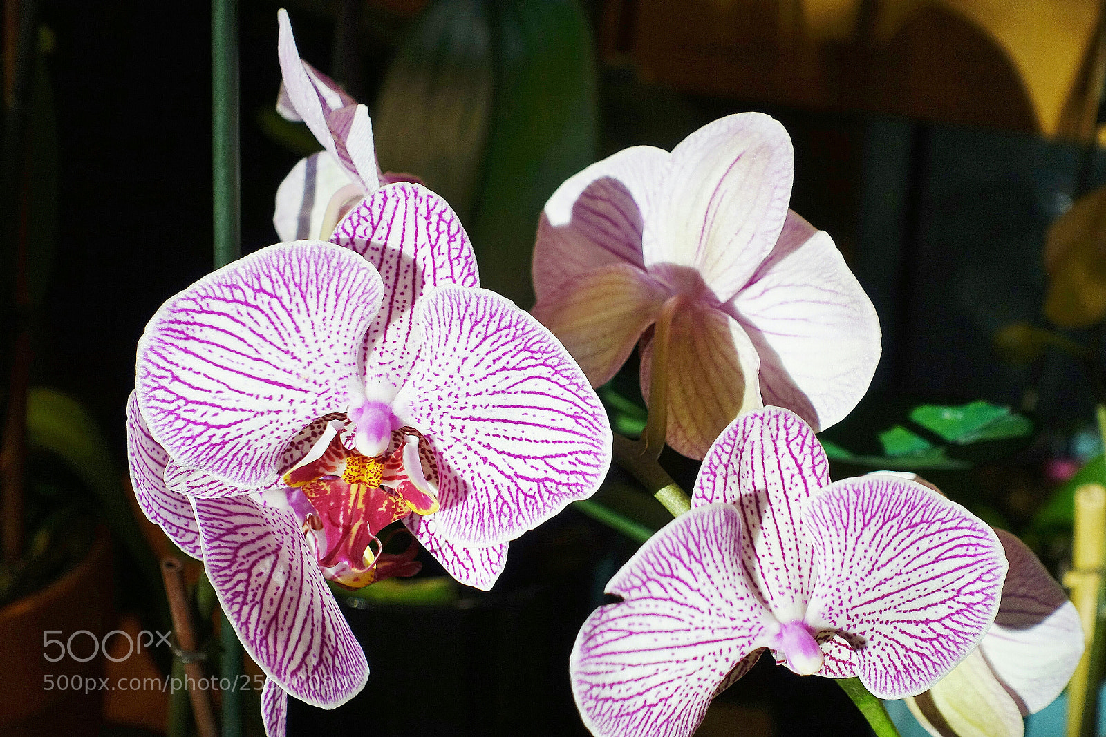 Sony Cyber-shot DSC-RX100 III sample photo. Beauty blooming photography
