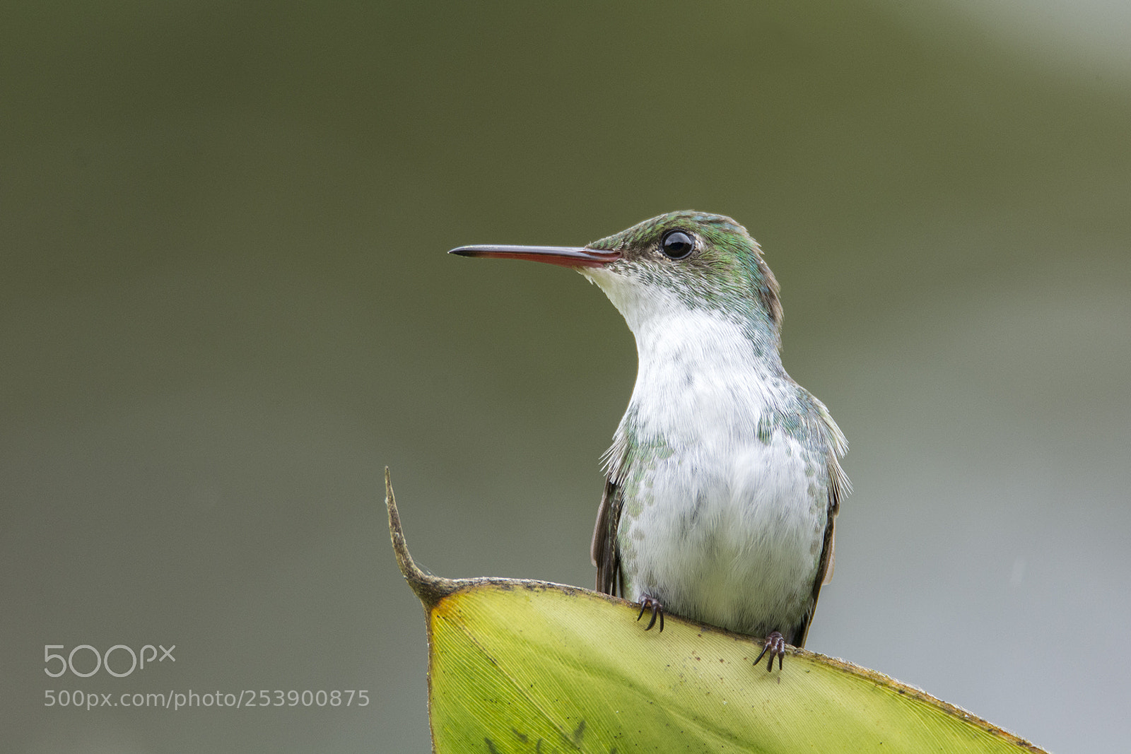 Nikon D7100 sample photo. White-bellied emerald photography