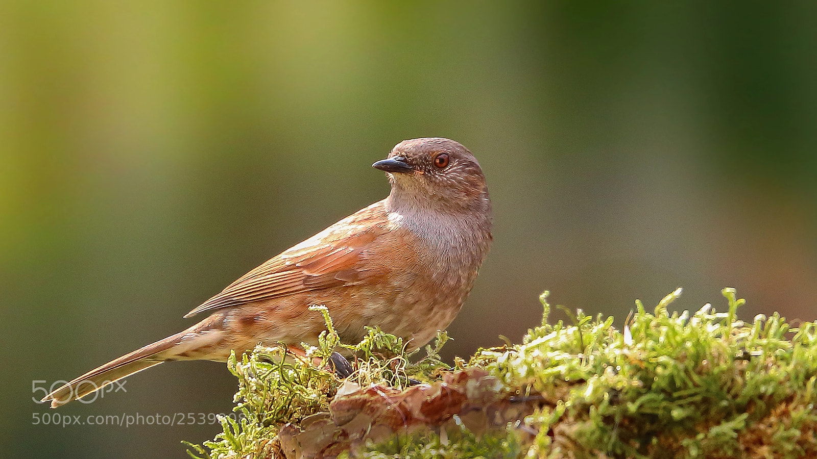 Canon EOS 70D sample photo. Dunnock photography