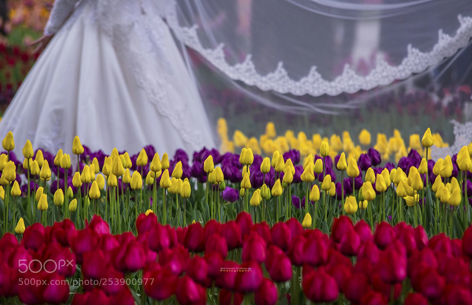 Pentax K-3 II sample photo. Hello to the flowers photography