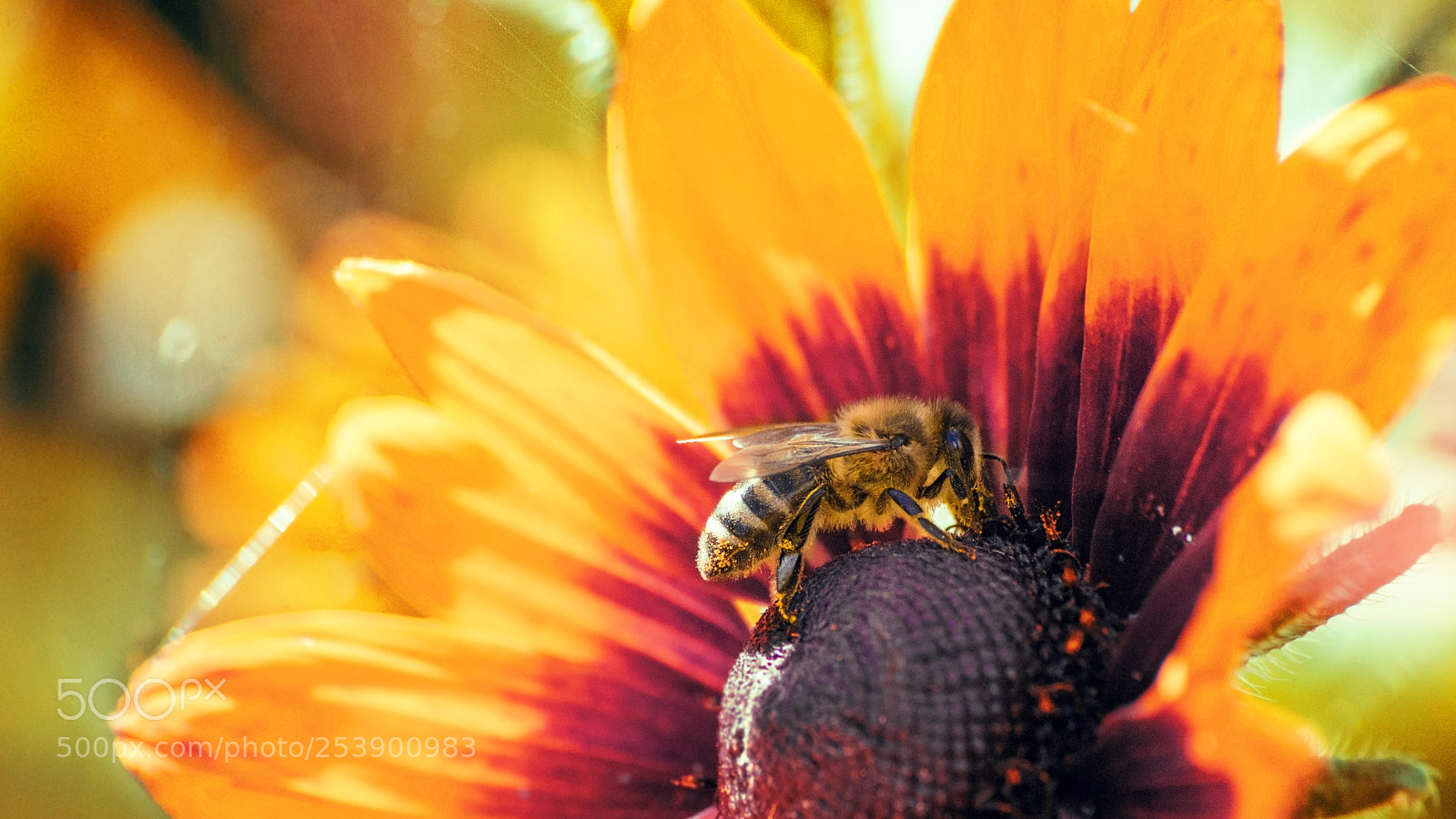 Nikon D610 sample photo. Bzzz photography