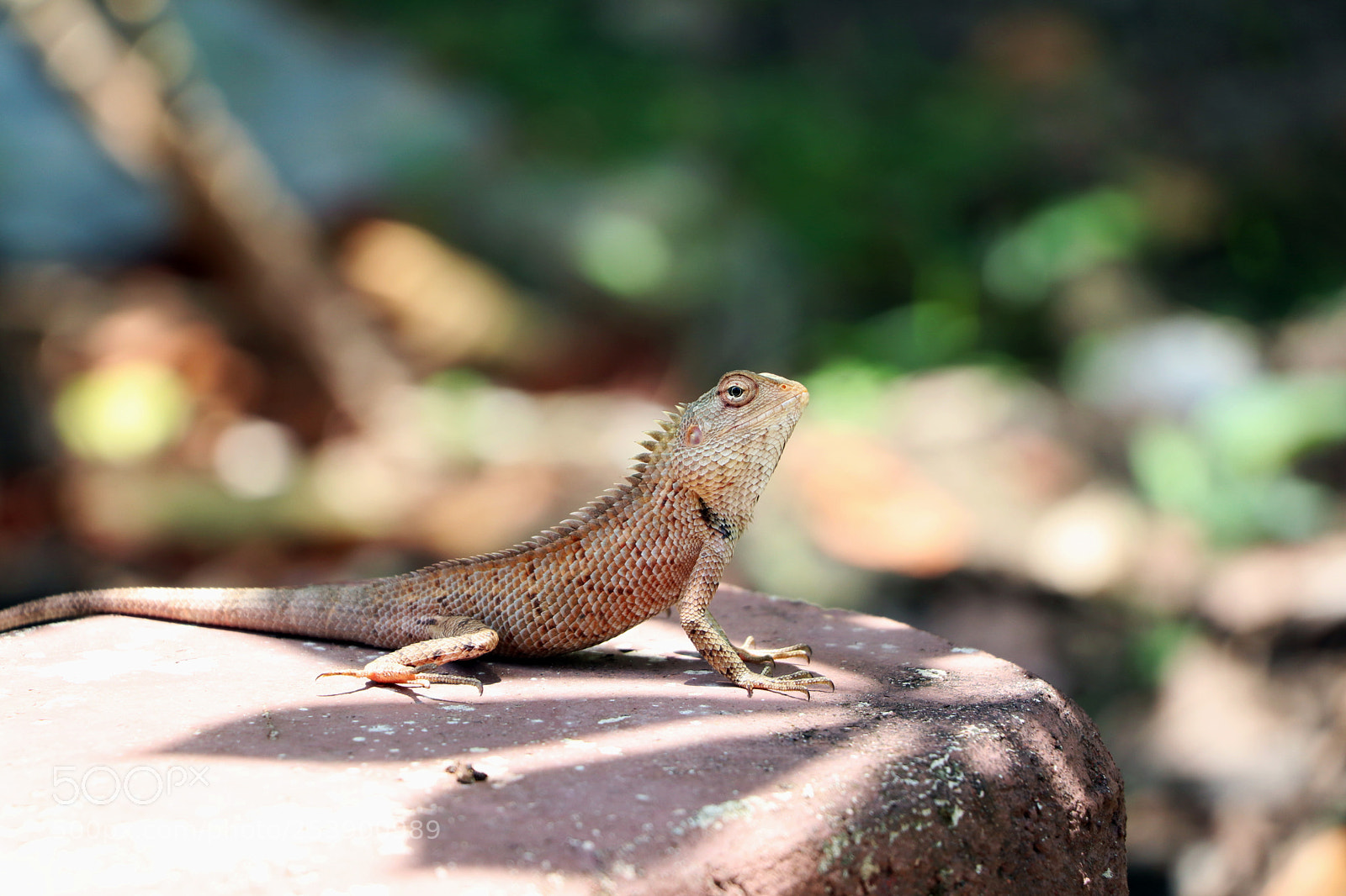 Canon EOS 80D sample photo. Img photography