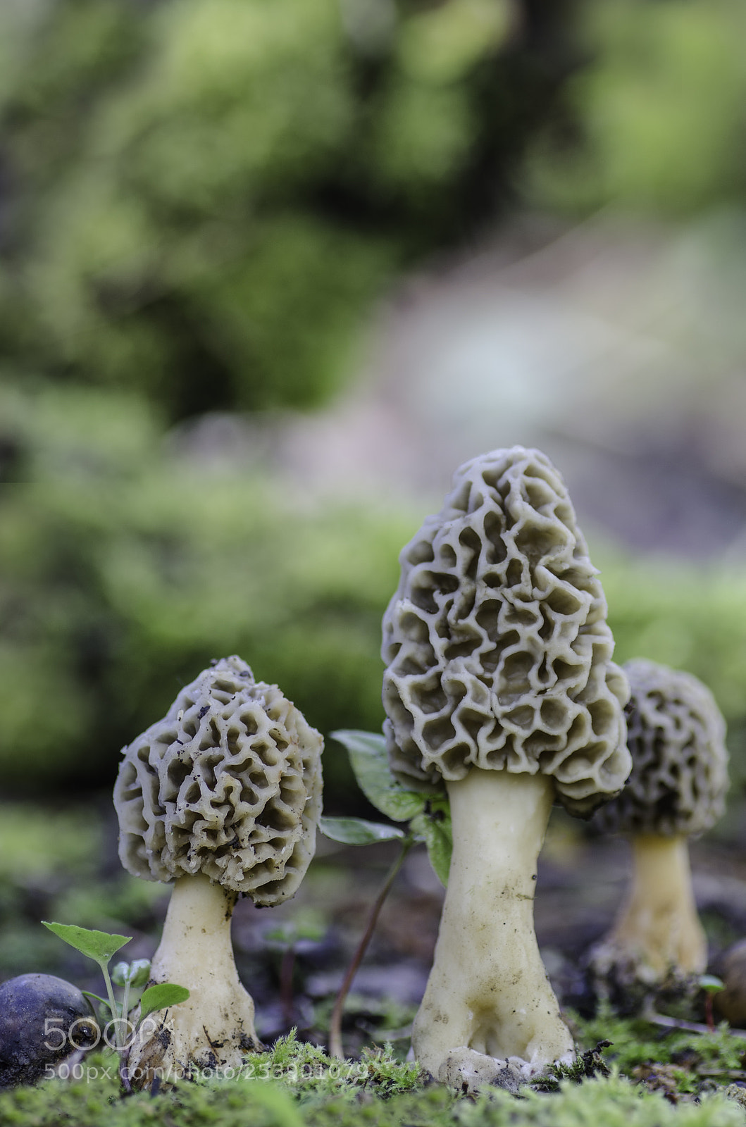 Nikon D7000 sample photo. Morchella fluvialis. photography