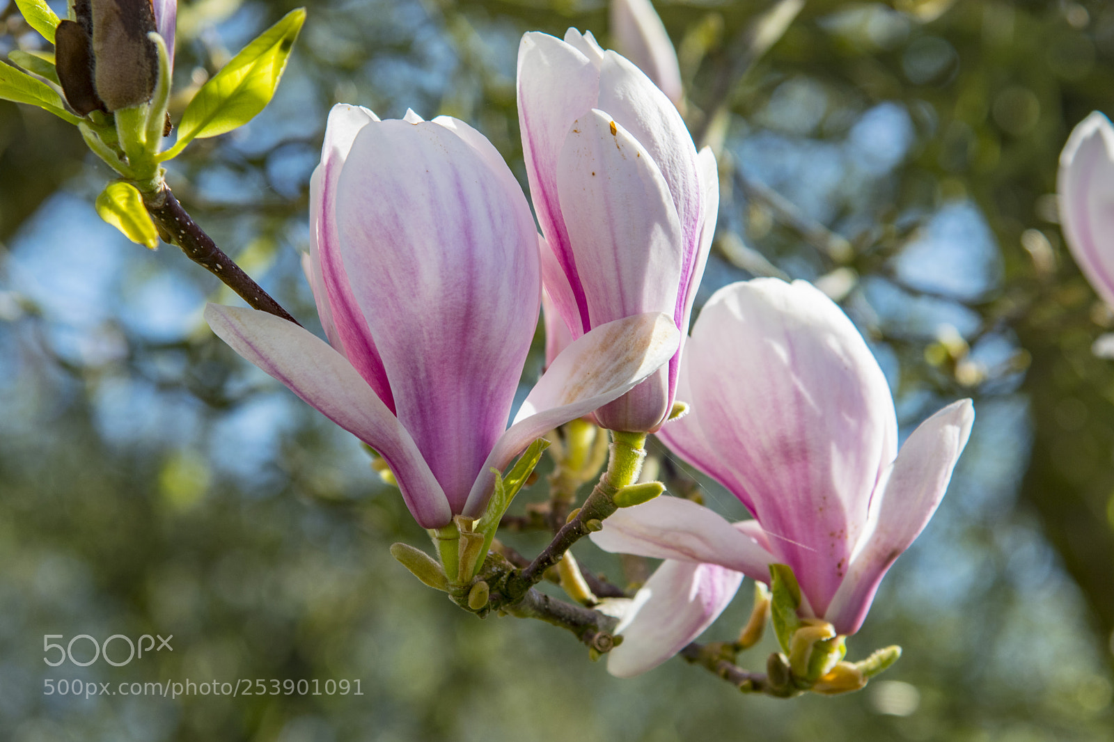 Nikon D5300 sample photo. Explosion de magnolia. photography