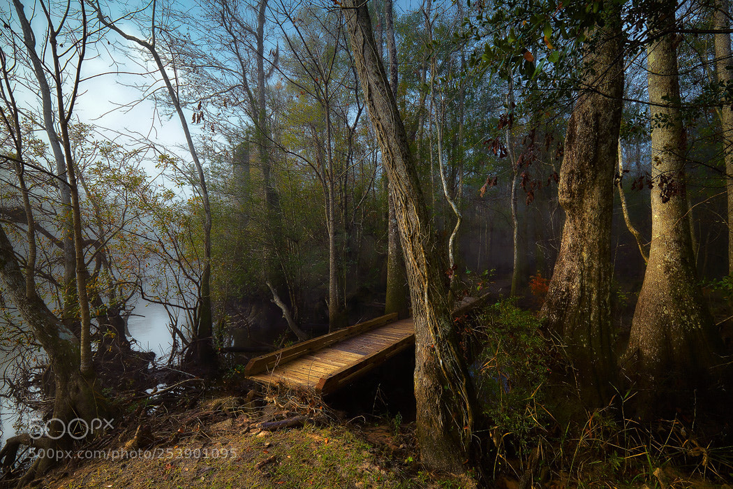 Canon EOS 5D Mark II sample photo. Foggy morning photography