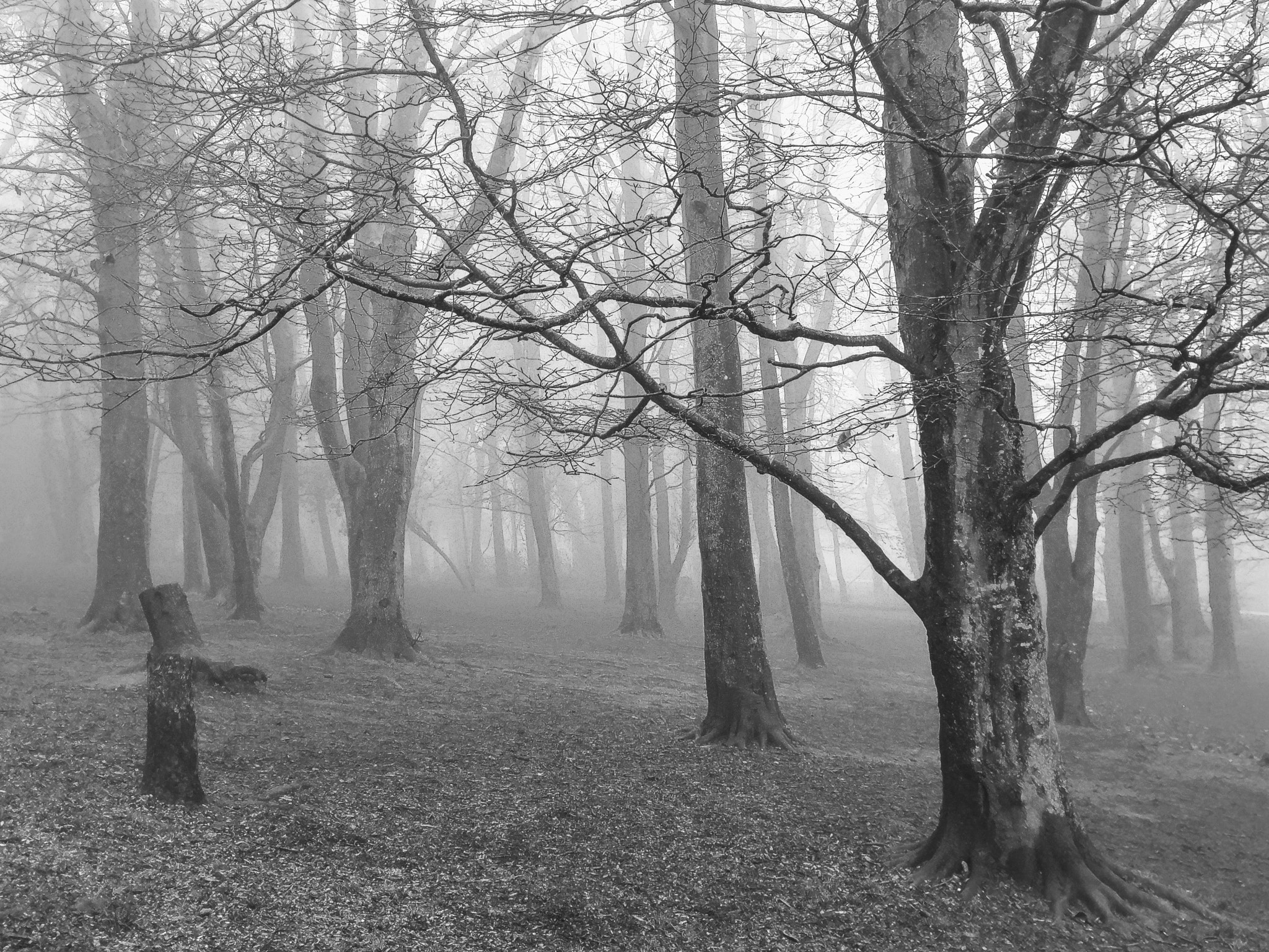 HTC 10 sample photo. Mist days photography