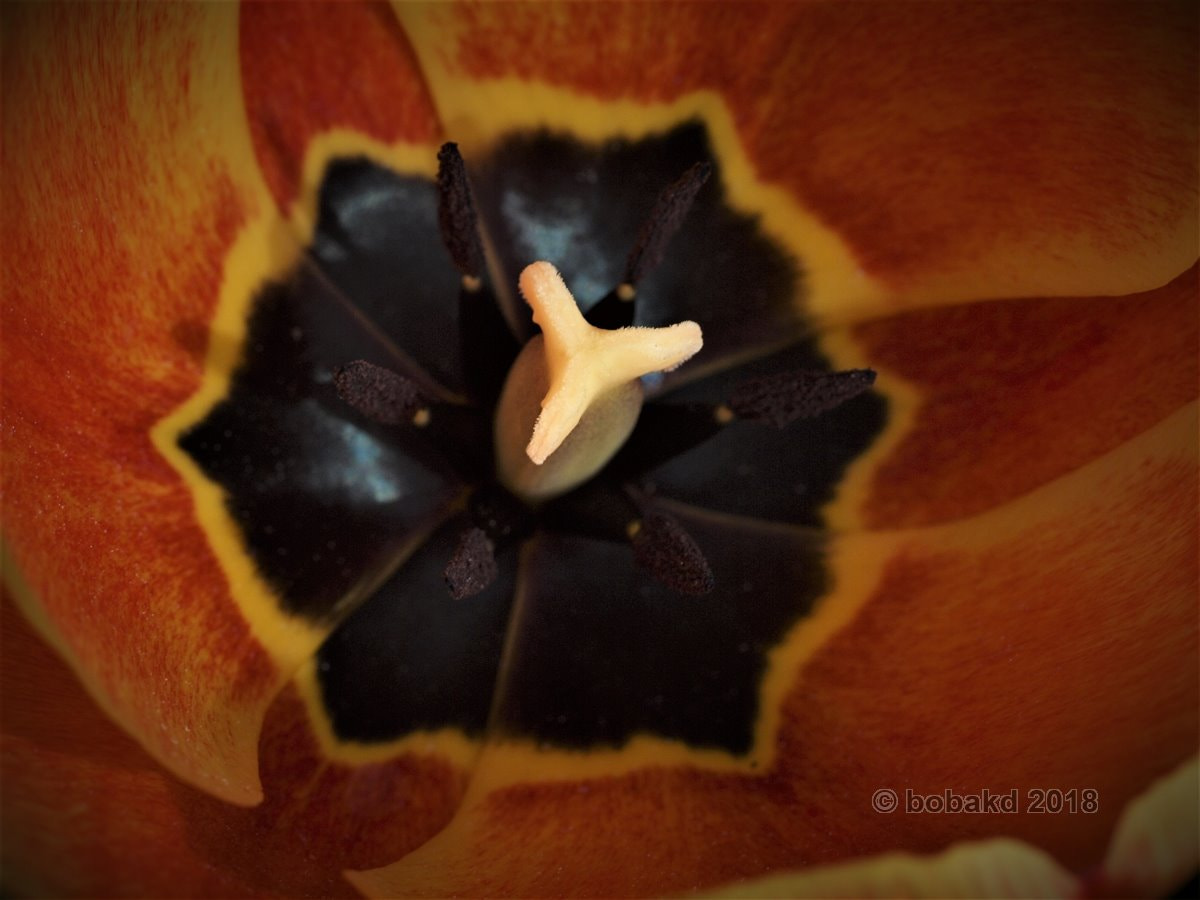 Olympus E-620 (EVOLT E-620) sample photo. Tulip photography