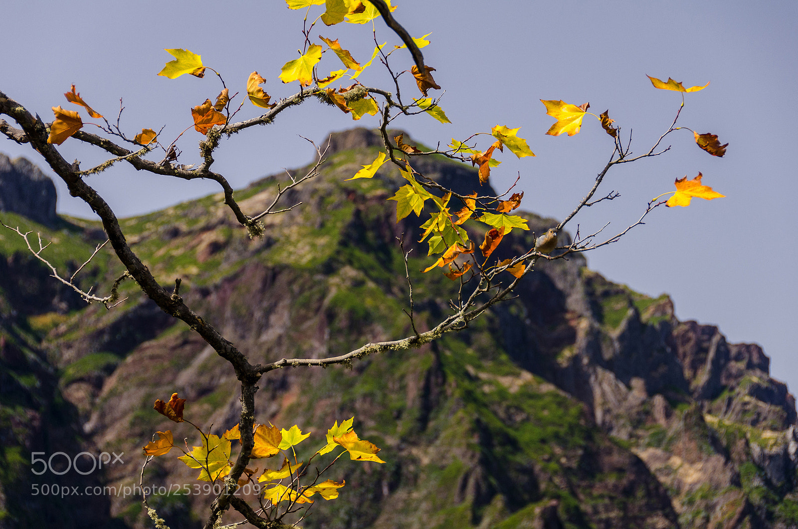Nikon D7000 sample photo. Branch photography