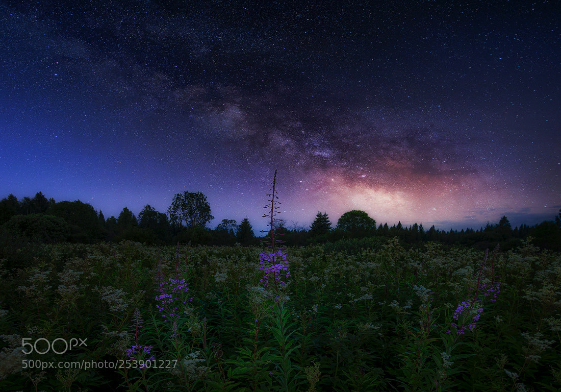 Nikon D610 sample photo. July night photography