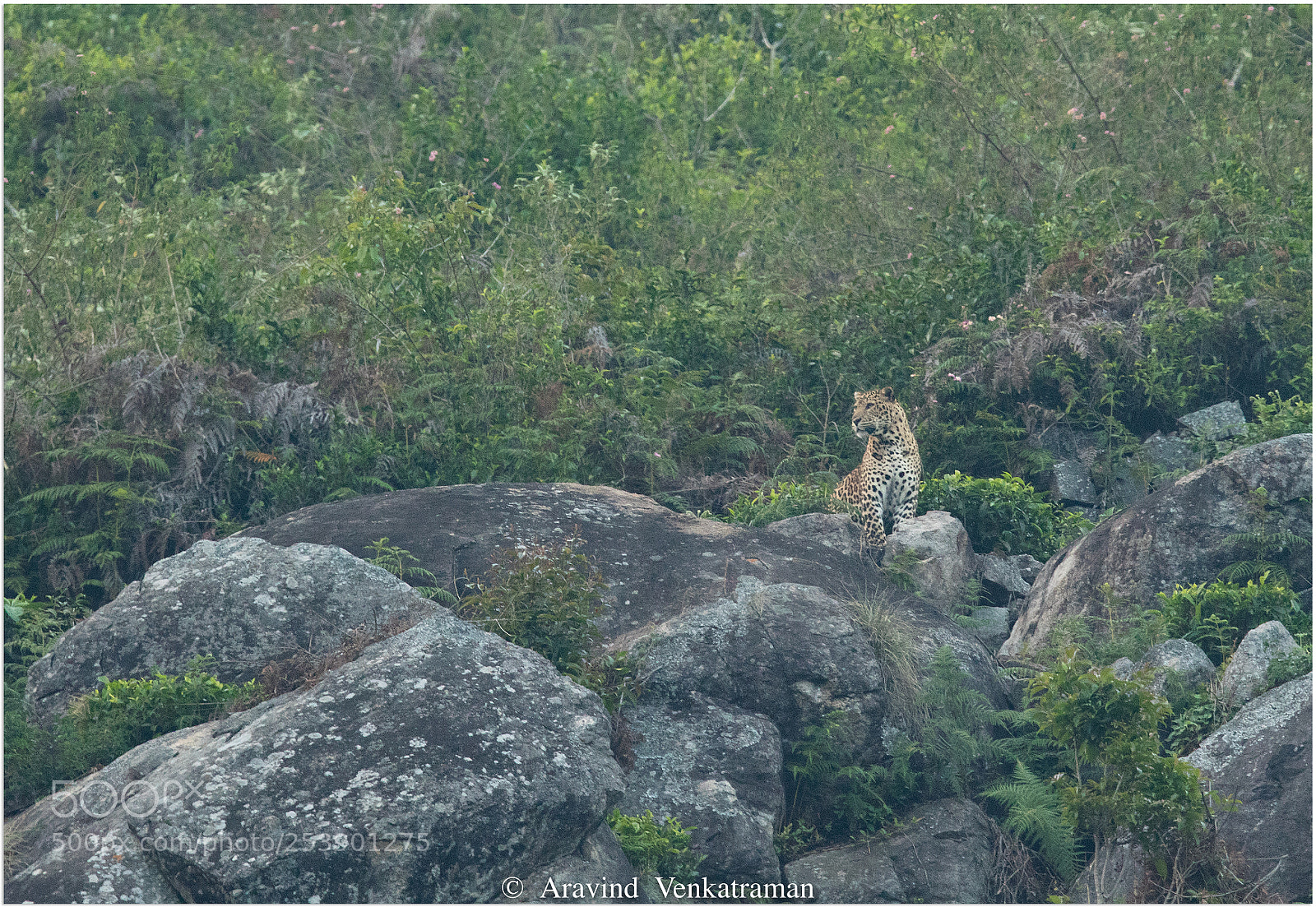 Canon EOS 7D Mark II sample photo. Leopard photography
