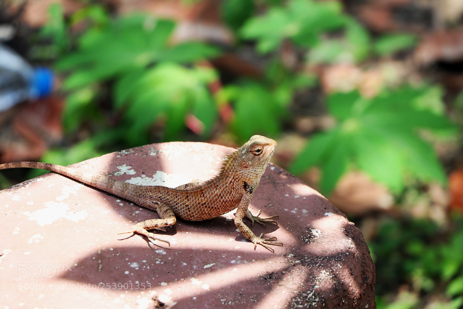Canon EOS 80D sample photo. Img photography