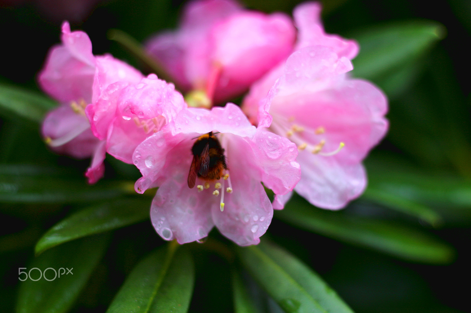 Canon EOS 100D (EOS Rebel SL1 / EOS Kiss X7) + Canon EF 50mm F1.8 STM sample photo. Bumblebee on pink blossom photography