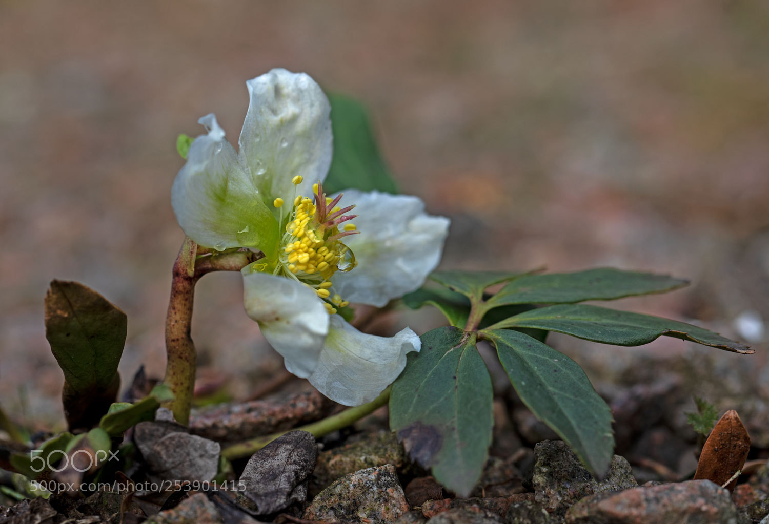 Canon EOS 5D Mark IV sample photo. Christrose (helleborus niger), photography