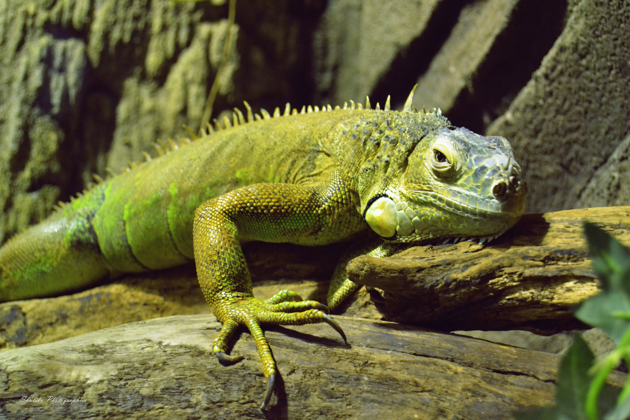 Nikon D3100 sample photo. Lizard photography