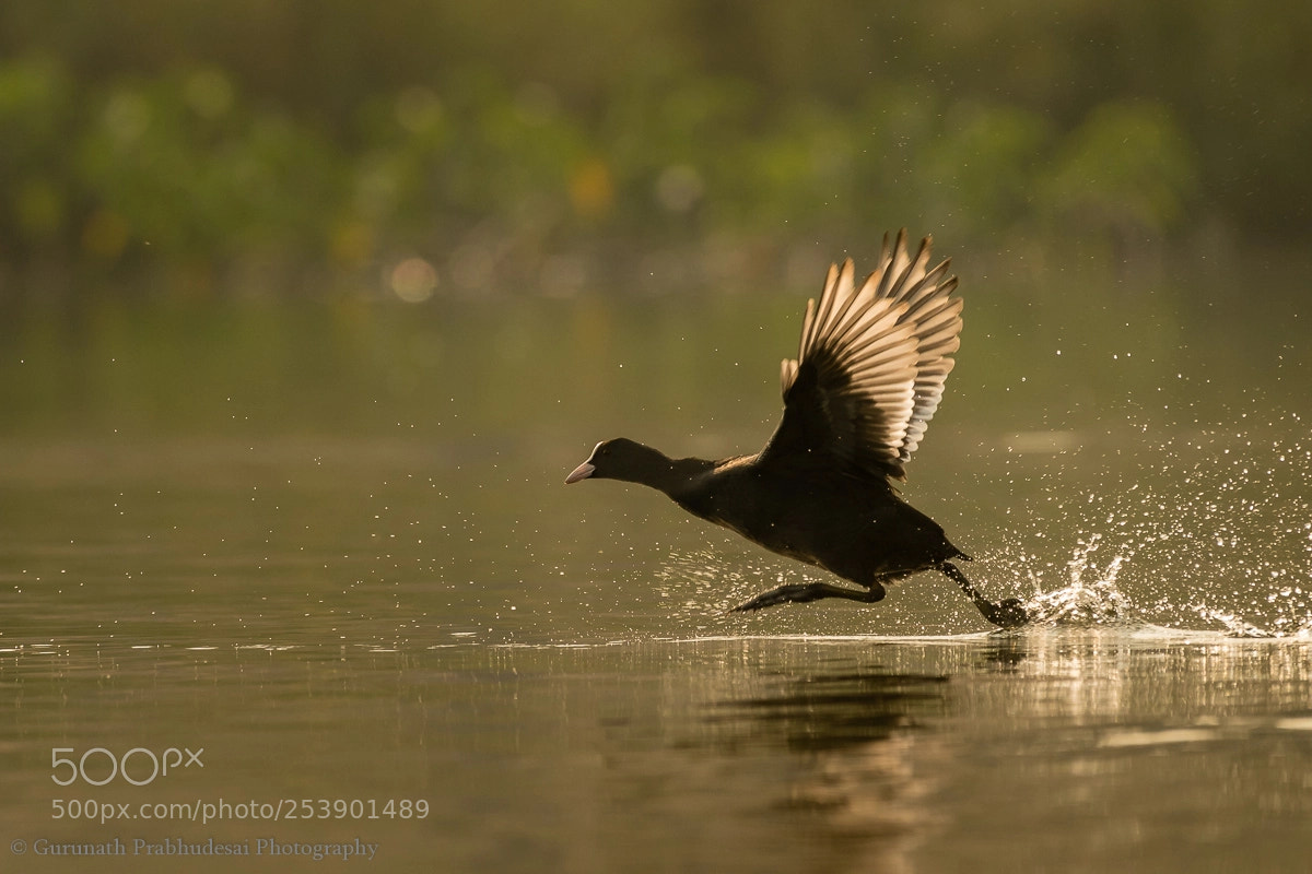 Nikon D500 sample photo. Run baby run.... photography